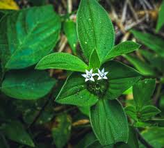 Image result for Richardia brasiliensis