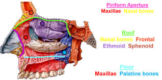 The nasal muscles are encountered deep to the skin and consist of 4 principal groups: Nose And Ears Flashcards Quizlet