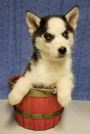 Siberian husky dog for adoption near california, orange, usa. K Blue A Female Apri Siberian Husky Puppy For Sale In Mount Ayr Iowa Find Cute Siberian Husky Puppies And Res Puppies Puppy Litter Spaniel Puppies For Sale