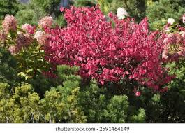 Image result for Celastraceae