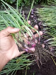 We did not find results for: Artikel Bertanam Bawang Tanpa Olah Tanah Di Lahan Sawah