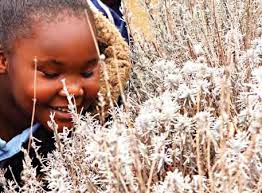 green today greener tomorrow