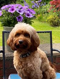 can you make my dog christmassy?