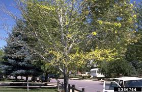Check spelling or type a new query. Maple Tree Diseases Lovetoknow