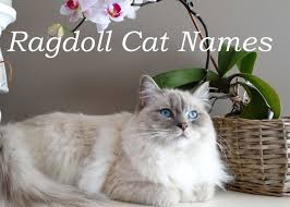 Black and white cat names from disney. 105 Popular Names For Ragdoll Cats Cat Mania