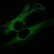 We did not find results for: Mitochondrion Wikipedia