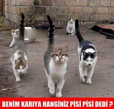 En Komik Kedi Capslerini Sizler Icin Derledik Komedi Www Hayrankaldim Com