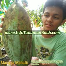 Oleh materi pertanian diposting pada 15 maret 2020 15 april 2020. Hati Hati Konsumsi Mangga Mahatir Info Tanaman Buah