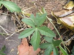 Image result for Trochomeria macrocarpa