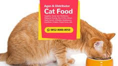 Daftar isi makanan murah bikin perut senang dan dompet tenang makanan murah bukan berarti tidak sehat, loh! 11 Wa 0852 8000 8050 Toko Makanan Kucing Terdekat Ideas Cat Food Pet Shop Science Diet