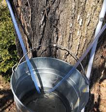 Image result for tree sap