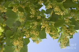 Architects enjoy using the tree due. Little Leaf Linden Photograph By Inga Spence