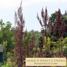 Image result for Atriplex