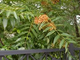 Image result for Simaroubaceae