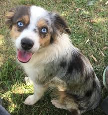 However, free aussie dogs and puppies are a rarity as rescues usually charge a small adoption fee to cover their expenses (usually less than $200). Miniature Australian Shepherd Nc Novocom Top
