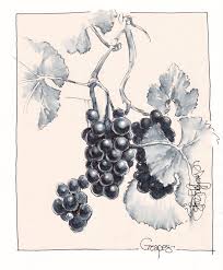 Grapes Drawing Grape Drawing Drawings Botanical Art