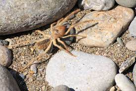 Camel spiders are actually solpugids, not true spiders and related to scorpions. 15 Arachnophobic Facts About Camel Spiders Mental Floss