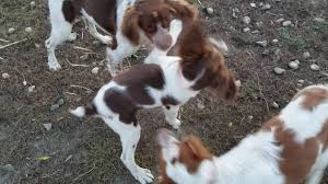 And don't forget the puppyspin tool, which is another fun and fast way to search for brittany puppies for sale in usa area and brittany dogs for adoption in usa area. Recess At Puppy Camp Sunburst Brittanys