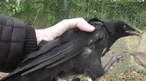 Raben und krähen zählen zu den intelligentesten vögeln. Catch The Crow Fang Die Krahe Youtube