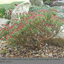 Image result for Crassula sarcocaulis