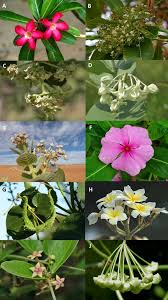 Image result for Apocynaceae subfamily Periplocoideae