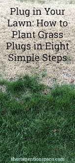 I am using fescue grass in this video, but any should work! Plug In Your Lawn How To Plant Grass Plugs In Eight Simple Steps Grass Plugs Planting Grass Plant Grass