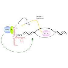 Ebv Noncoding Rna Binds Nascent Rna To Drive Host Pax5 To