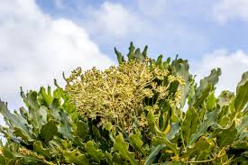 Image result for Ypsilopus erectus