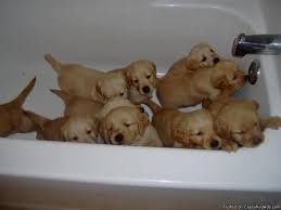 Due to instances in which recipients were irresponsible in caring for their golden rule dogs, we no longer donate puppies or dogs. Golden Retriever Puppies Price 600 For Sale In Surprise Arizona Best Pets Online