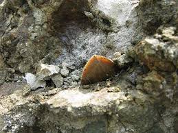 2008 06 27 男のケジメ なツーリング 千葉県富津市 Vespa ベスパ 専門店k B Scooters