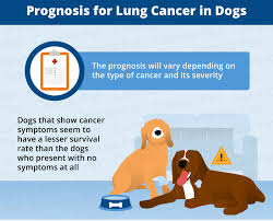Symptoms of lung cancer in dogs usually there are no symptoms in the early stages of canine lung cancer. Lung Cancer In Dogs Causes Signs Treatment Canna Pet