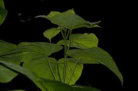 Image result for Clerodendrum rotundifolium