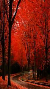 Mobile Wallpaper Beautiful Nature Beautiful Fall Beautiful Tree