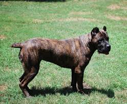 High to low nearest first. Cane Corso Price Without Papers Reactiveid