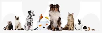 In addition to medication, it's important to do. How To Give Medication By Inhaler To Cats
