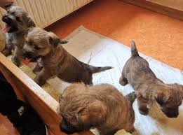 Image result for cairn teriér