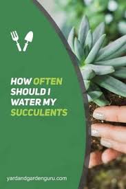 During the dormant season, the plant should be watered no more than every few. 120 Succulent City Ideas In 2021 Succulents Planting Succulents Succulents Garden