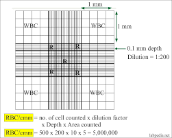 Red Blood Cell Rbc Part 4 Erythropoiesis Red Blood Cell Count And Counting Procedure Labpedia Net
