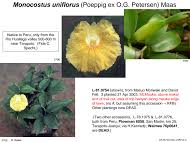 Image result for Aframomum albiflorum