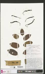 Image result for Bobgunnia