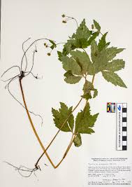 Image result for Afrosciadium rhodesicum