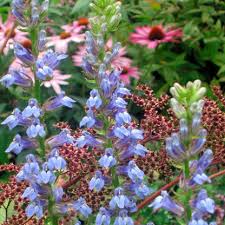 Image result for Lobelia cobaltica