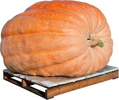 Image result for giant pumpkin