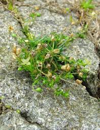 Image result for Galenia procumbens