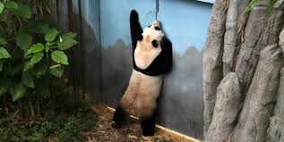 Featured amenities include dry cleaning/laundry services, multilingual staff, and a safe deposit box at the front desk. Wildlife Reserves Sg On Twitter The Heat Is On Giant Panda Forest Will Be Closed For The Next Few Days As Kai Kai And Jia Jia Try To Make A Baby Https T Co Oft8amh6aw