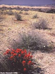 The greatest story never told. Flowering