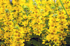 Yellow coreopsis perennial flower seeds attracts by flowering spurge euphorbia polychroma flowering spurge. Lysimachia Punctata Yellow Loosestrife