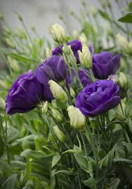 Blue Lisianthus Exotische Blumen Blumen Pflanzen Lila Blumen