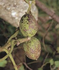 Image result for antraknóza ořešáku