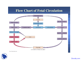 Flow Chart Of Fetal Circulation Cardiology Lecture